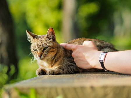 street cat in Kyoto Parkの写真素材