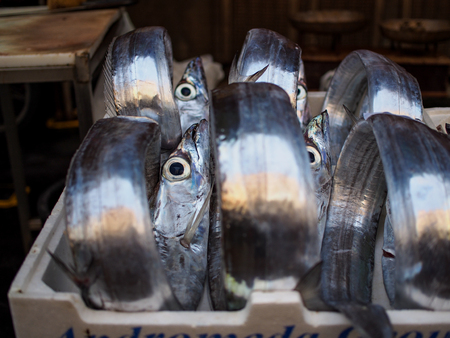 Fish on fish market