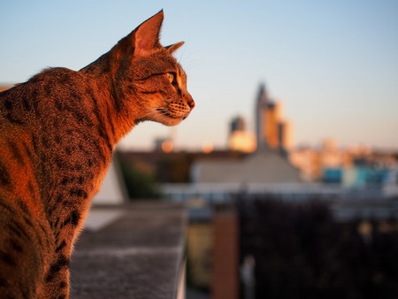 Savannah cat  Background