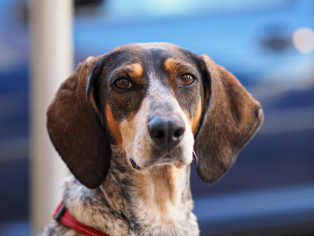portrait of street dog