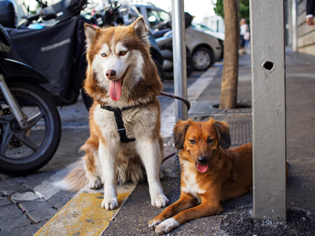 Two cute dogs on streetの写真素材