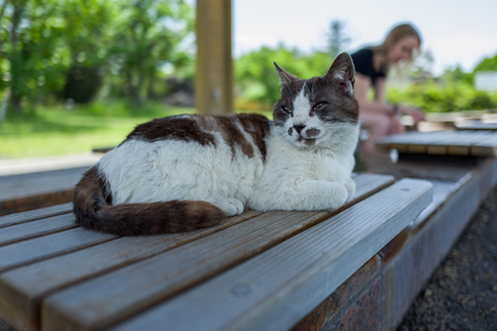 street cat in Sakurajmaの写真素材