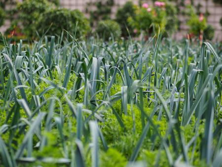 garden with green plants