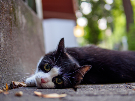 street catの写真素材