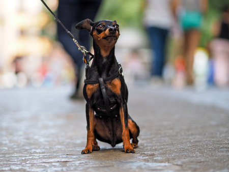 cute dog in Toledoの写真素材