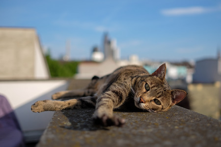 Savannah Cat background.の写真素材
