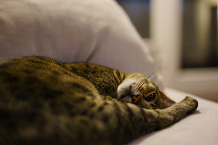 Relaxed Savanah catの写真素材