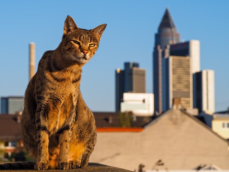 Savannah Cat with Frankfurt Skylineの写真素材