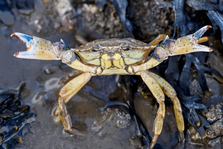 crab at north seaの写真素材