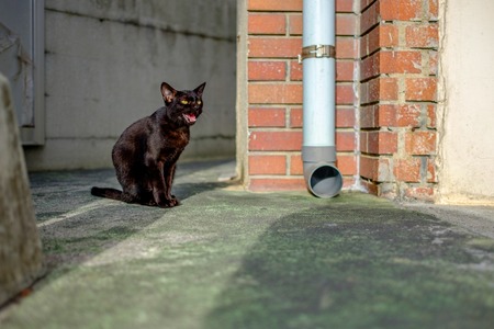 meow of black street cat in Nahaの写真素材