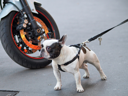 french bulldog on leashの写真素材
