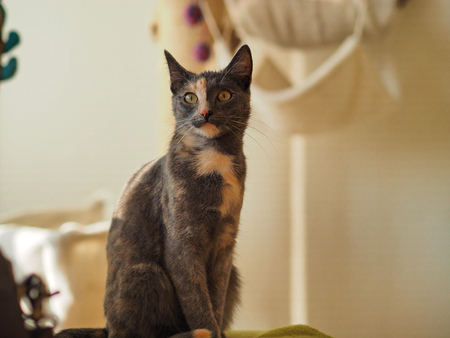 portrait of two colored catの写真素材