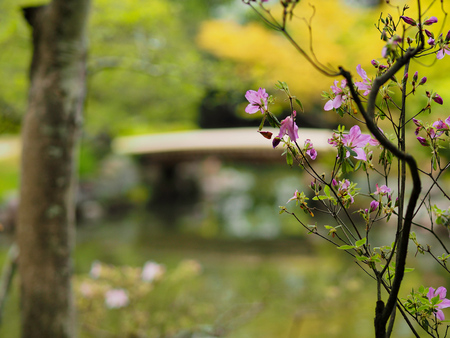 stone bridge in Kyoto, Japan with leaves in foregroundの写真素材