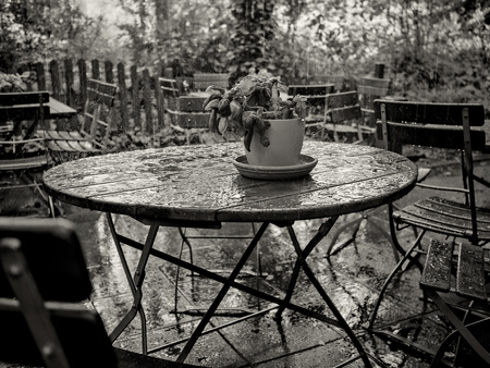 plants and table in rain