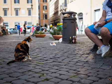 street cat in Romeの写真素材