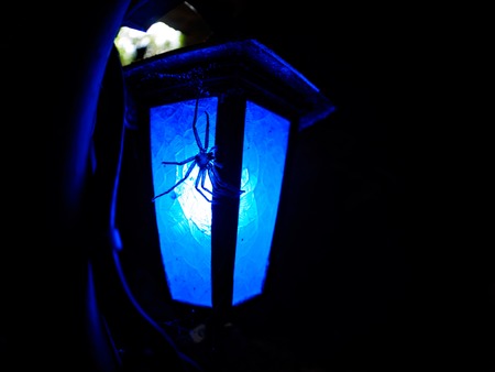 spider in mysterious cave on ishigaki Islandの写真素材