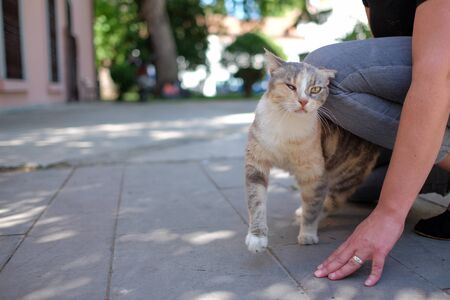 Street catの写真素材