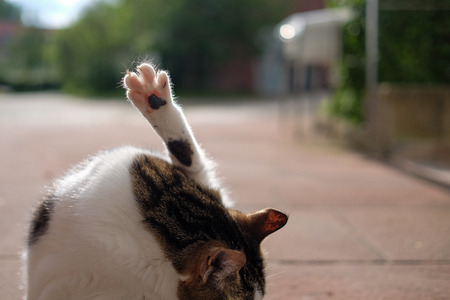 Cat Pawの写真素材