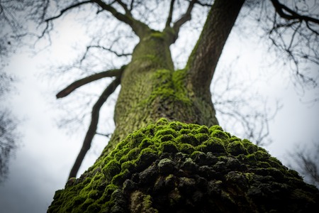 Green tree in Frankfurt Gruenburgparkの写真素材
