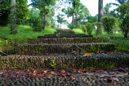 Nature in the Borobudur temple are aof Yogyakartaの写真素材