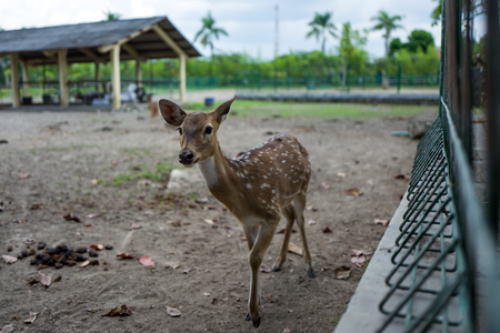 A young deer in Borobudur zooの写真素材