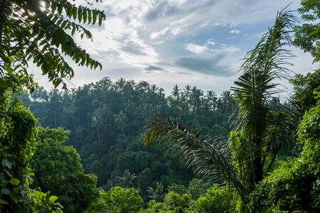 The Campuhan Ridge Walk in Ubud, Bali