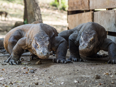 Monitor Lizard on Rinca Island, Indonesia.の写真素材