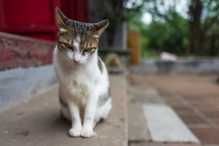 A street cat in Hanoi, Vietnam.の写真素材