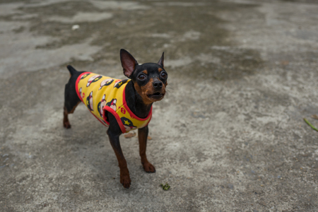 A street dog in Hanoi, Vietnam.の写真素材