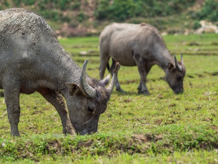 Water Buffalo in Sapa, Vietnam.