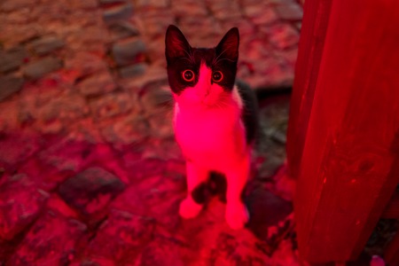A street cat in Istanbul at night