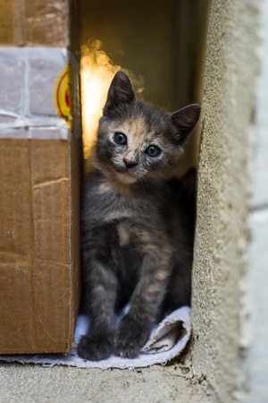 A street cat in Istanbulの写真素材