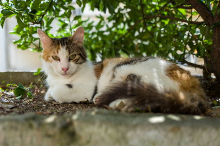 A street cat in Istanbulの写真素材