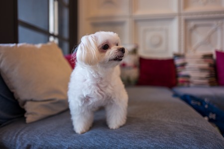 A cute white dog in Hualien, Taiwanの写真素材