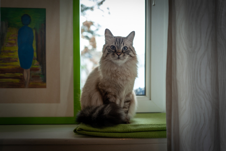 Indoor photo of sacred birman catの写真素材