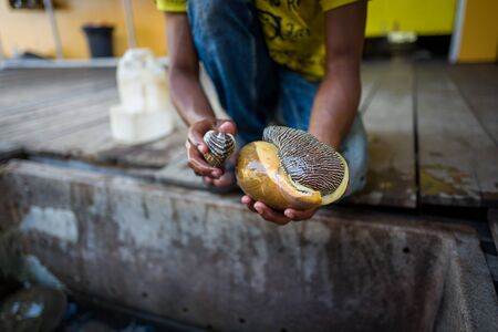 Langkawi, Malaysia - February 23, 2019: Local ranger shows shell to tourists.のeditorial素材