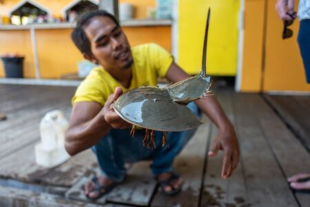 Langkawi, Malaysia - February 23, 2019: Local ranger shows horseshoecrab to tourists.のeditorial素材