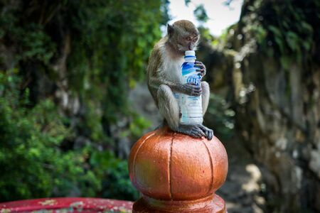 Kuala Lumpur, Malaysia - February 26, 2019: Monkey drinking from calpis bottle at Batu Caves.のeditorial素材