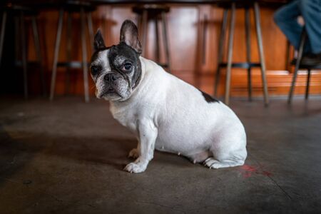 A cute old french bulldogの写真素材