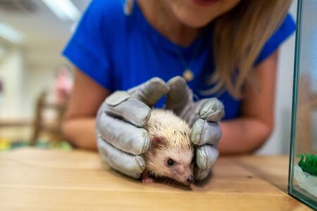 A hedgehog cafe in Tokyoの写真素材