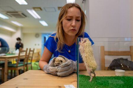 A hedgehog cafe in Tokyoの写真素材