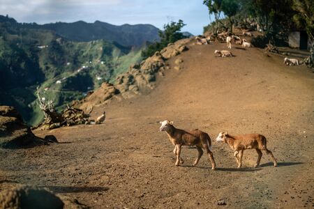 Goats in the Anaga Mouintains, Tenerifeの写真素材