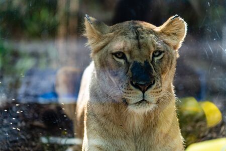 A lioness in the Loro Parque in Tenerifeの写真素材