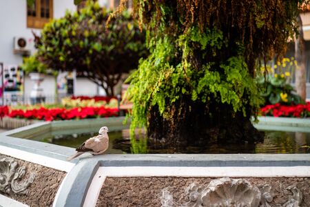 A pigeon in Puerto de la Cruz, Spainの写真素材