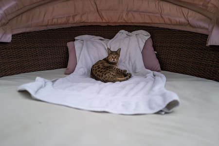 A Savannah cat on a mattress