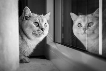 Portrait of cute british shorthair cat at windowの写真素材