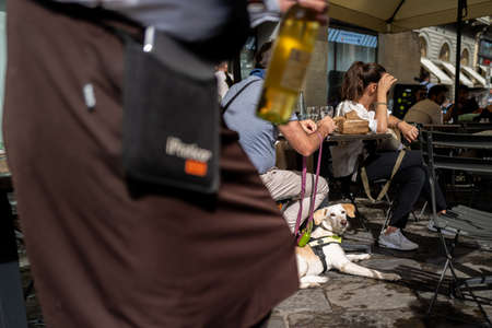 A dog watching a waiter in Florenceの写真素材
