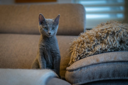 Cute Russian Blue tomcat kittenの写真素材