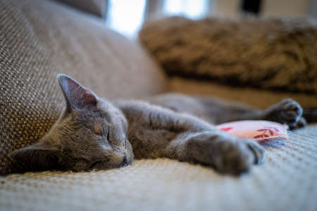 Cute Russian Blue tomcat kittenの写真素材