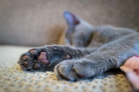 Cute Russian Blue tomcat kittenの写真素材